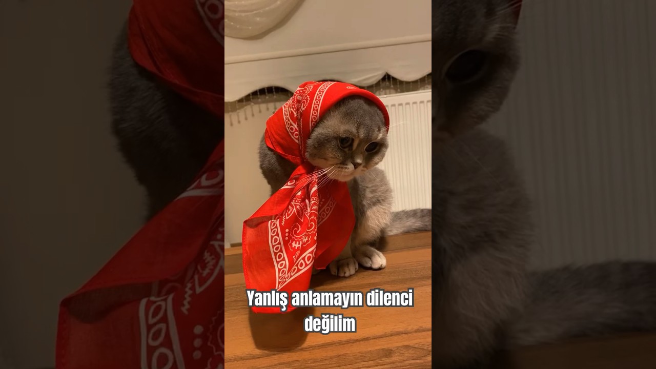 Yanlış anlamayın dilenci değilim #komikkedivideoları #kedi #scottishfold