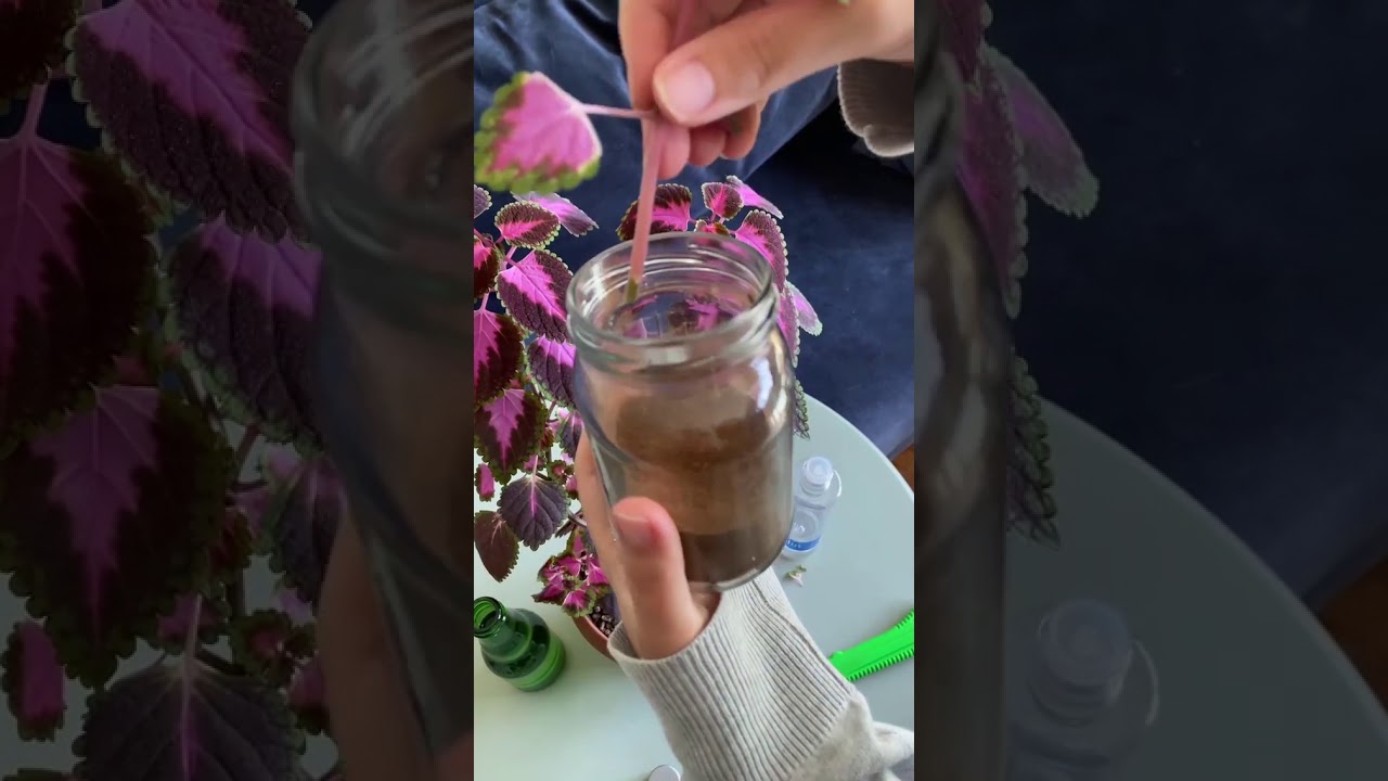 YAPRAK GÜZELİ ÇOĞALTMA