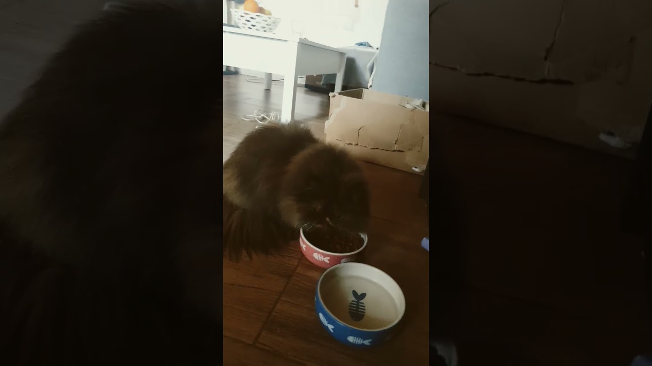 Yasmin Cat czech