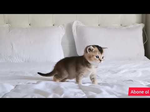 YAVRU KEDİLERLE 🐈KOMİK FOTOĞRAF ÇEKİMİ.. BRİTİSH SHORT HAİR YAVRU ÇEKİMLERİ