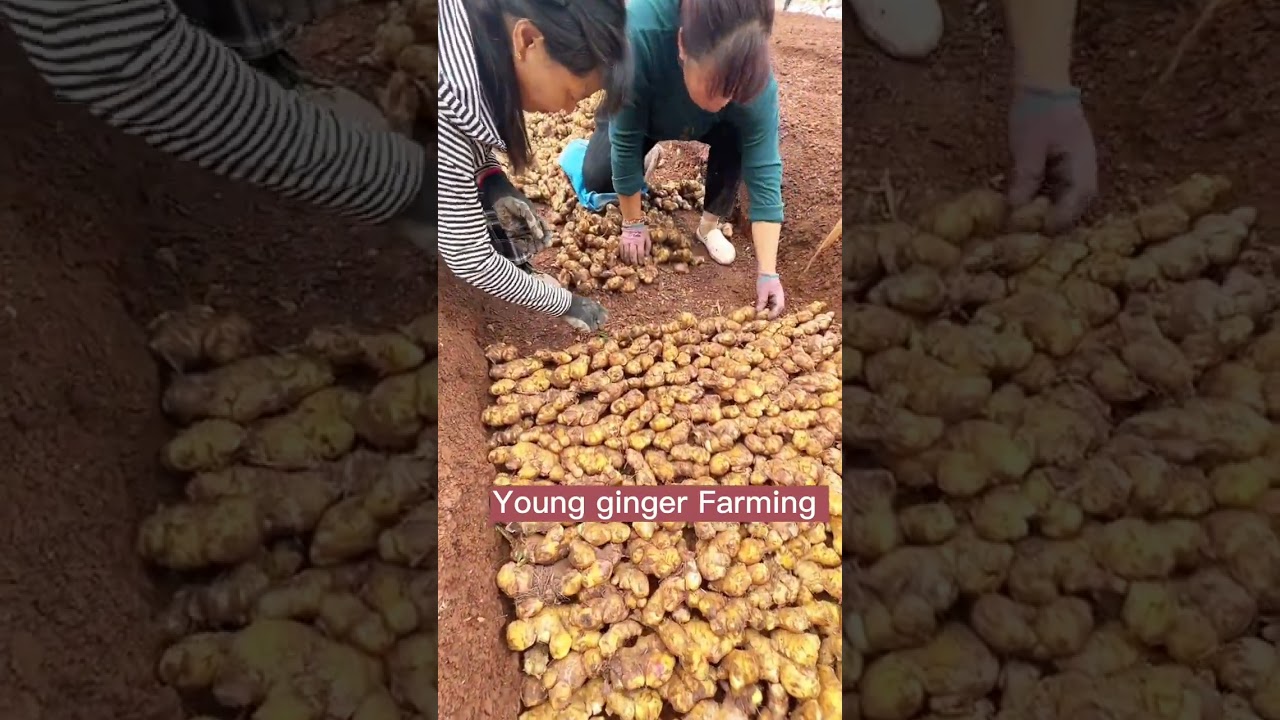 Young Ginger Farming Techniques #satisfying #short