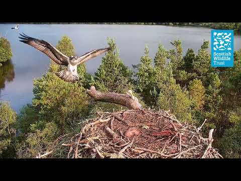 Young Male Osprey Launches Series of Attacks - (Loch of the Lowes Webcam 2023)
