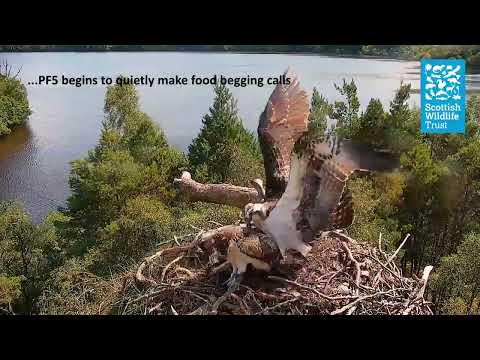Young Osprey Adopts a New Tactic - (Loch of the Lowes Webcam 2023)
