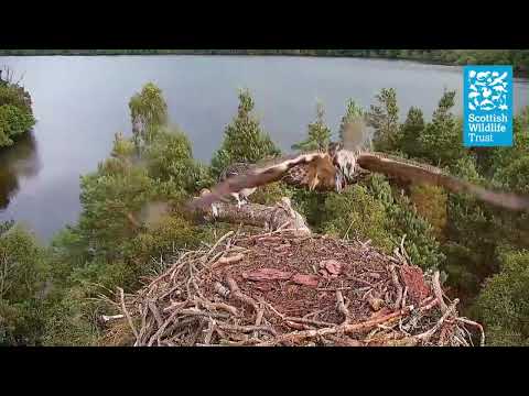 Young Osprey 'PF5' Helicoptering - (Loch of the Lowes Webcam 2023)