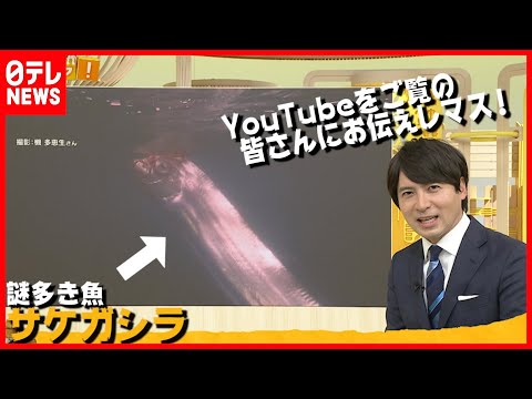 【桝アナYouTuberデビュー】謎多き魚”サケガシラ”に大興奮！！『マスイチ』（「真相報道バンキシャ！」より）
