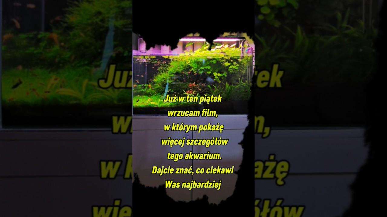 Zapraszam w Piątek #serwisakara