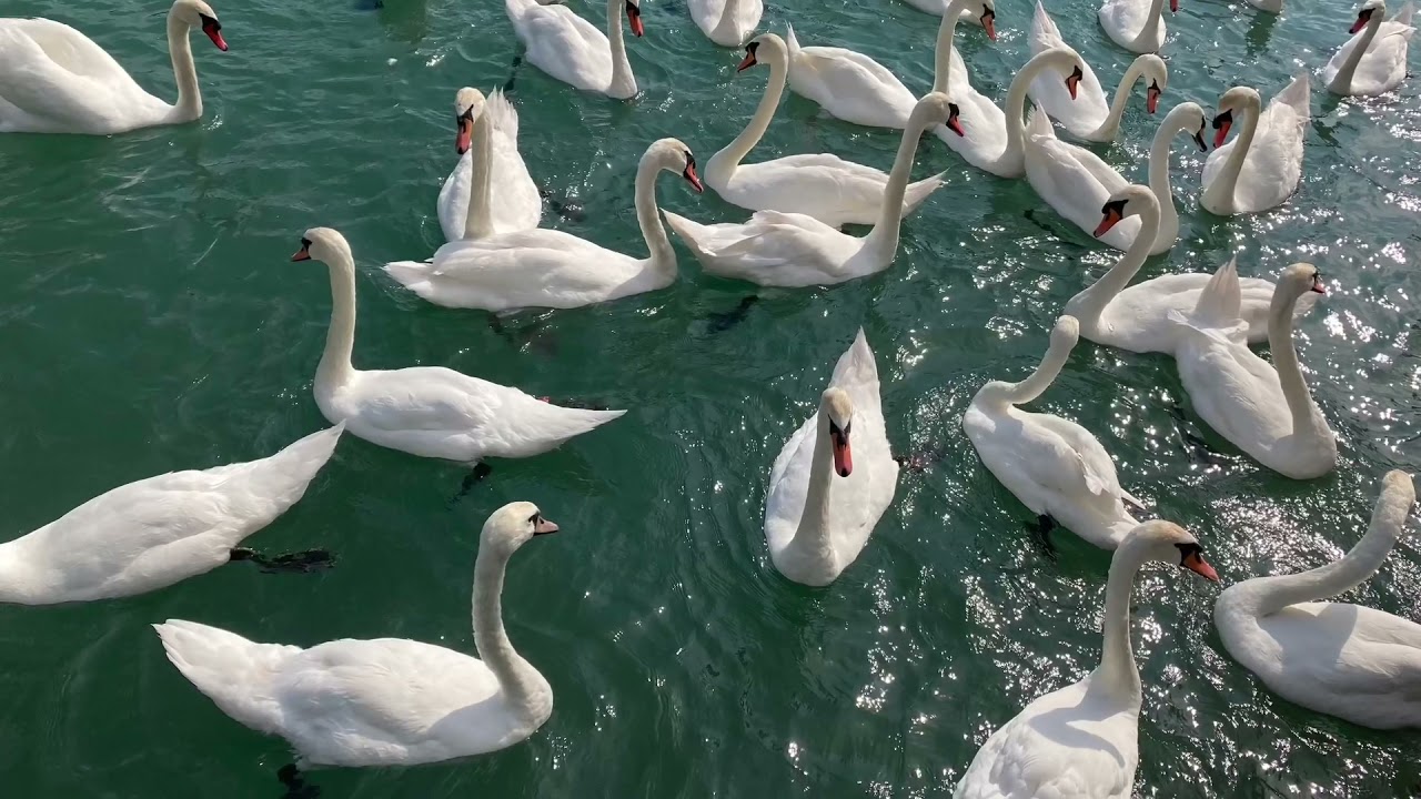 zbiljsko jezero - Slovenia 🇸🇮 Mika Sato 佐藤美嘉