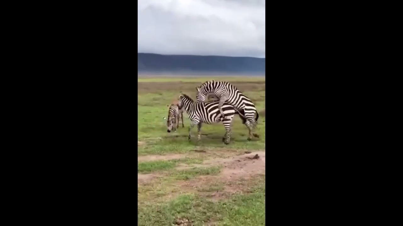 zebra 🦓 meeting