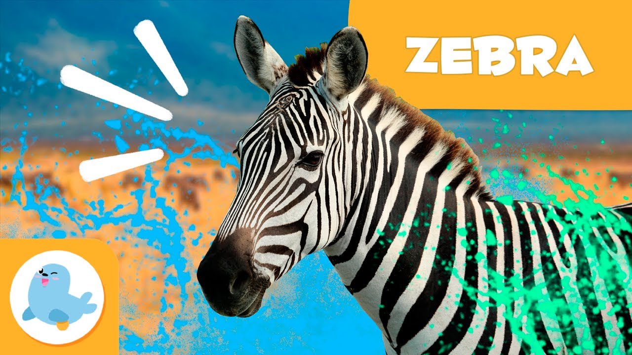 ZEBRAS 🦓 Animals for Kids 🍃 Episode 16