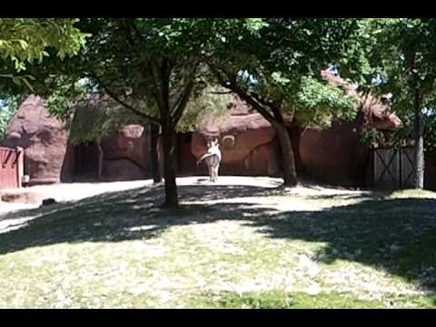 Zebras mating