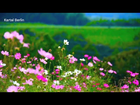 Zerrin Özer - KIYAMAM (Lyrics English & Deutsch) #zerrinözer #lovesong #aşk #music #müzik