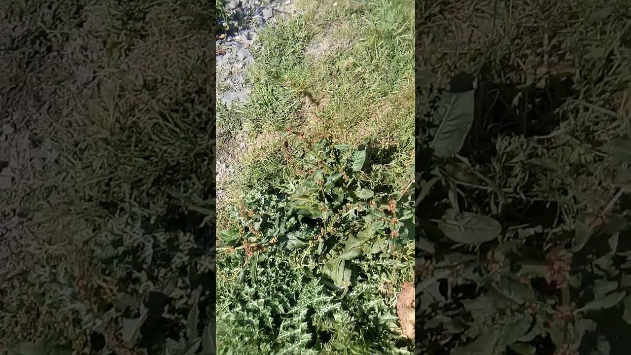 Özgür daş ve çiçek ler