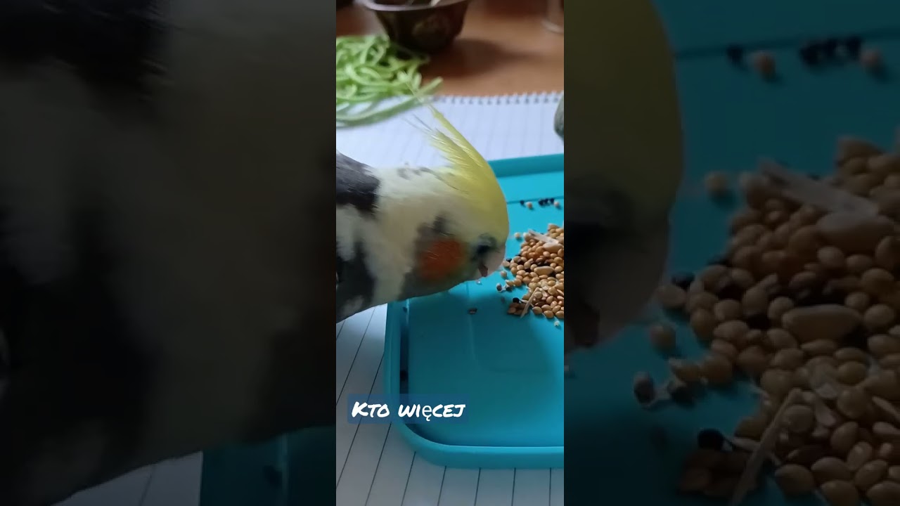 Ziarnko do ziarnka