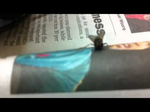 Zombie fly