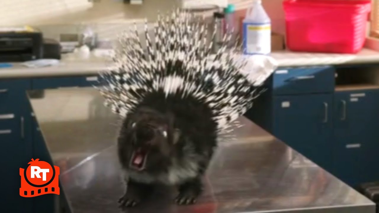 Zoombies 2 (2019) - Zombie Porcupines Scene | Movieclips