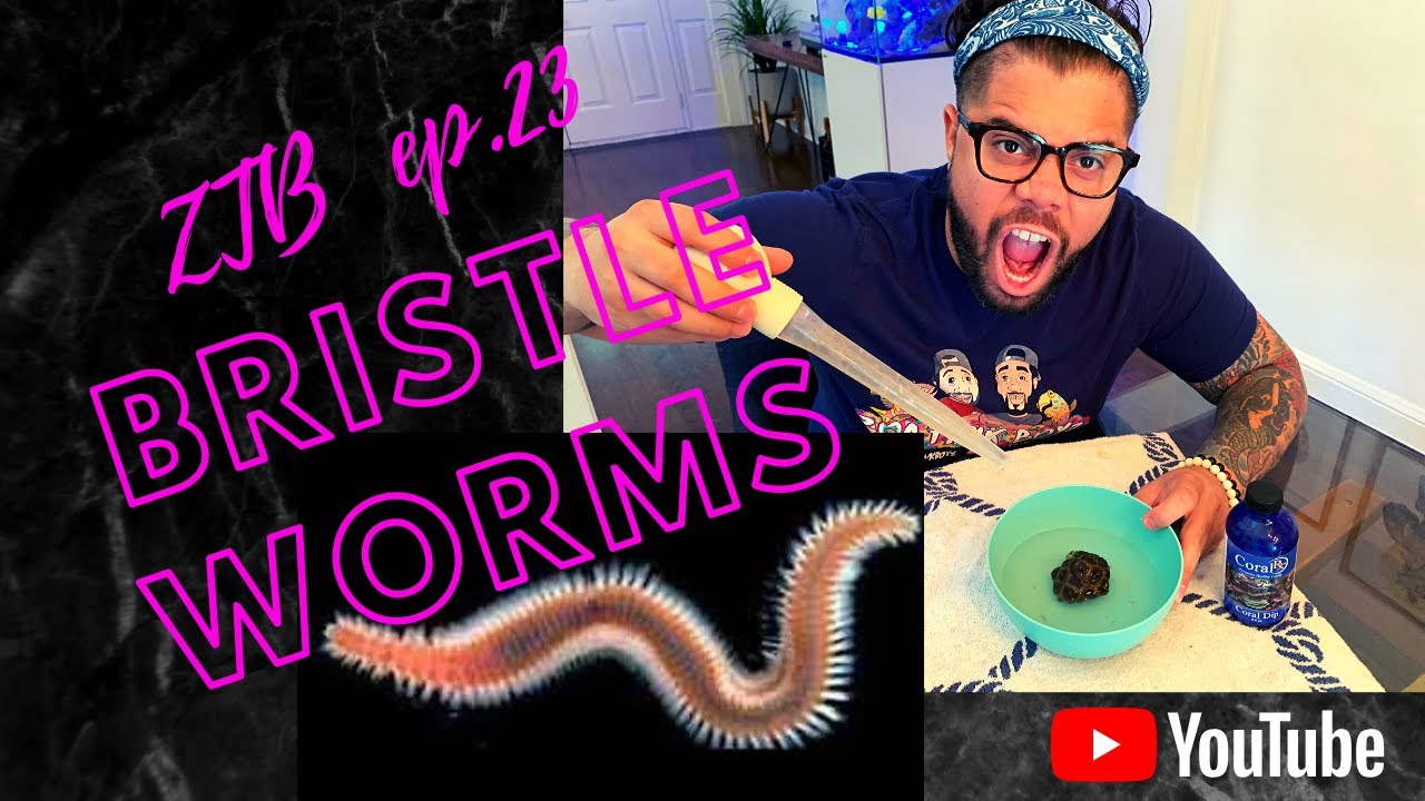 ZTB Ep-23 Bristle Worms Killing Corals!
